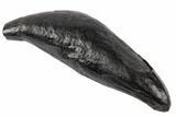 Fossil Sperm Whale (Scaldicetus) Tooth - South Carolina #197062-1